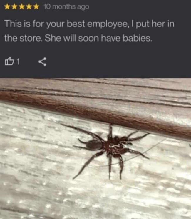 A cursed structural endorsement captured as a funny google review awards 5 stars along with a close-up photo of a massive brown spider crawling near a floorboard, captioned with the message, "This is for your best employee, I put her in the store. She will soon have babies."