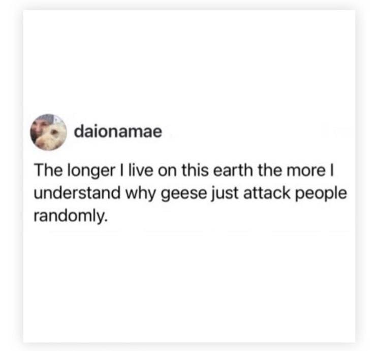 Short relatable text post explaining a sudden humorous understanding of random goose attacks.
