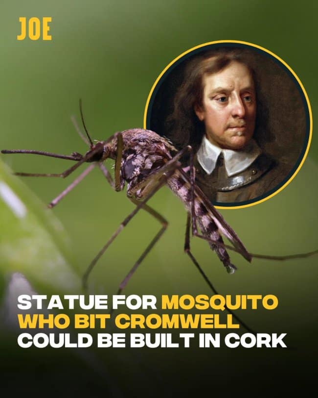 A bizarre historical update presented as a funny news headline graphic from JOE details an unexpected public memorial plan, stating: "STATUE FOR MOSQUITO WHO BIT CROMWELL COULD BE BUILT IN CORK," positioned next to an extreme close-up of a mosquito and a historical painted portrait of Oliver Cromwell.