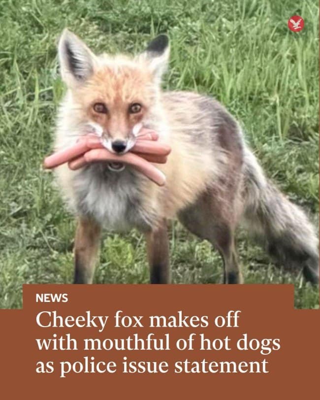 viral nature broadcast coupled with a hilarious funny news headline from The Independent showing a close-up of a handsome red fox standing in a field proudly holding an entire cluster of raw pink hot dogs in its jaws, under a banner highlighting that local police had to issue an official public statement about the theft.