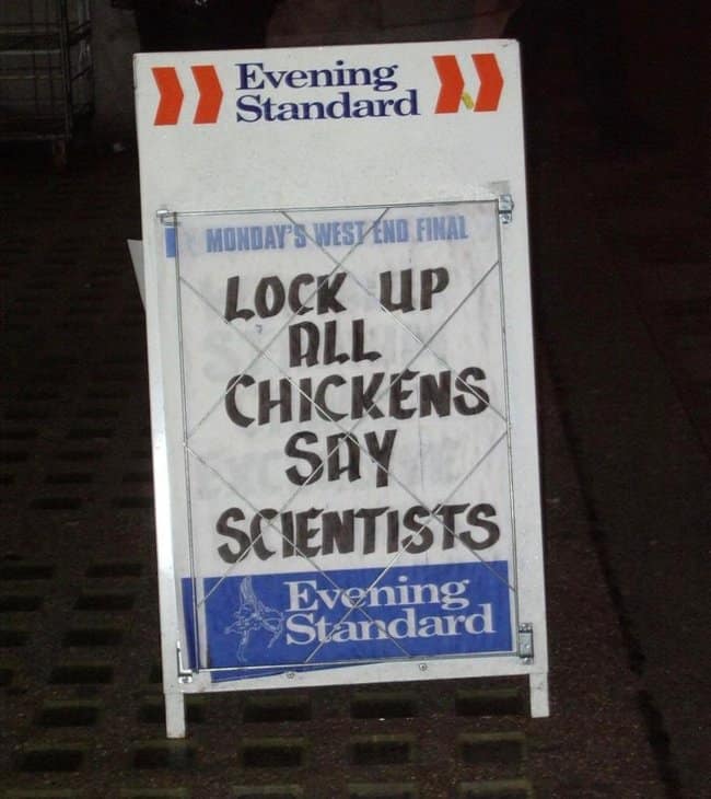 A street-level advertising sandwich board displaying an ominous and vague funny news headline from the Evening Standard stating "LOCK UP ALL CHICKENS SAY SCIENTISTS," presenting a highly alarming, low-context public health announcement to urban commuters walking along a gray pavement.