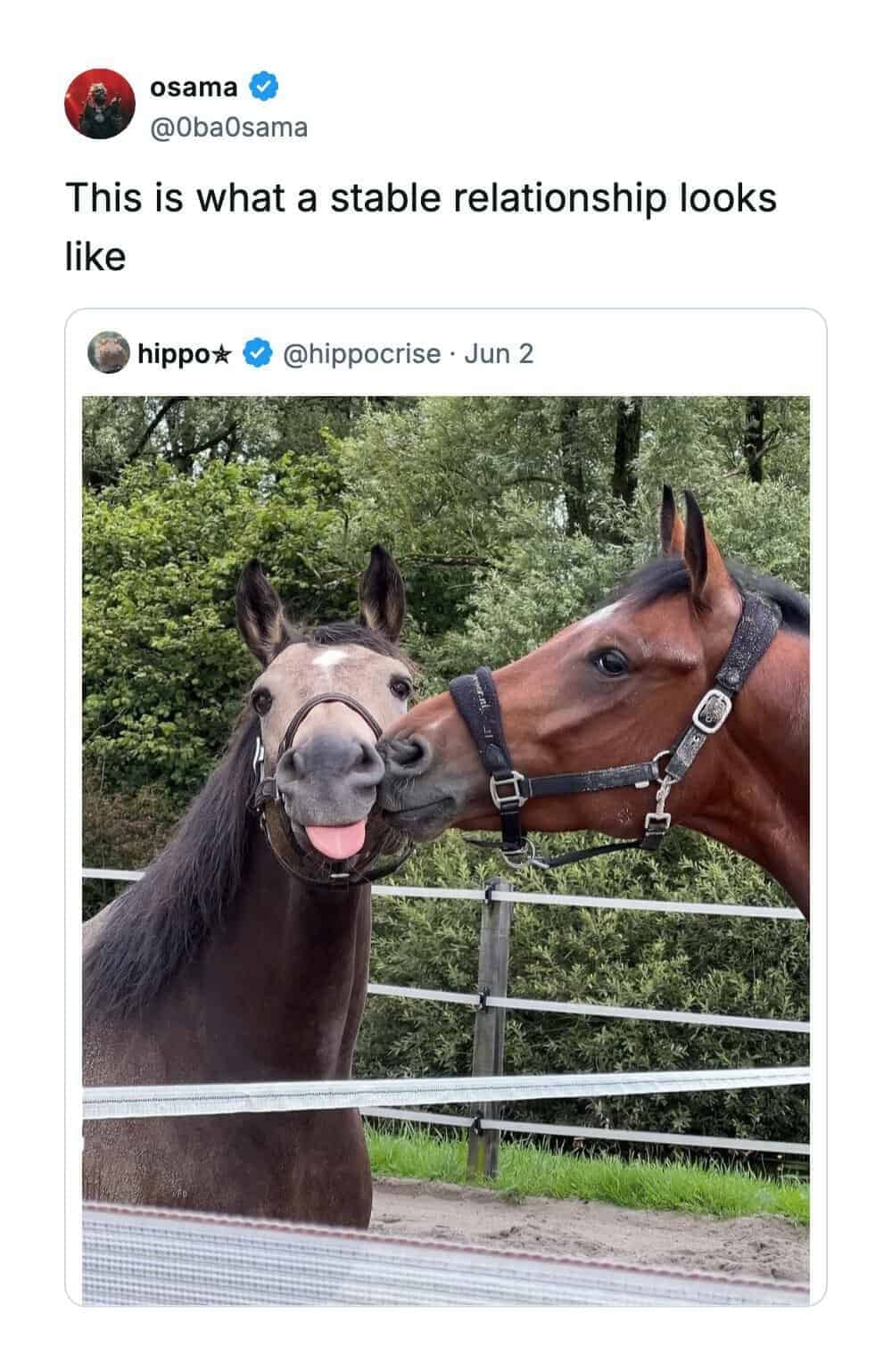 Animal photograph inside a funny quote tweet by osama (@0ba0sama) displaying two horses interacting over a pasture fence line.