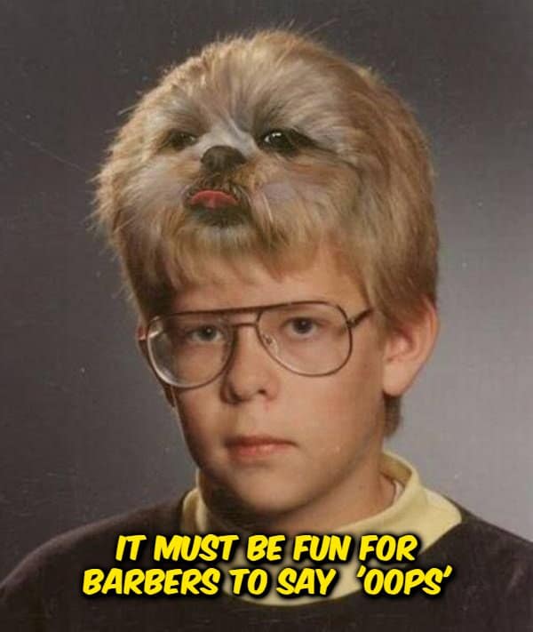 A funny shower thought graphic featuring a classic school picture day portrait of a young boy with wire-frame aviator glasses whose hair has been photoshopped into the head of a small, fluffy dog with its tongue sticking out, captioned: "It must be fun for barbers to say 'oops'".