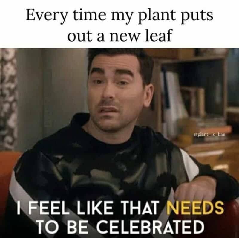 Schitt's Creek David Rose meme celebrating a plant growing a single new leaf.