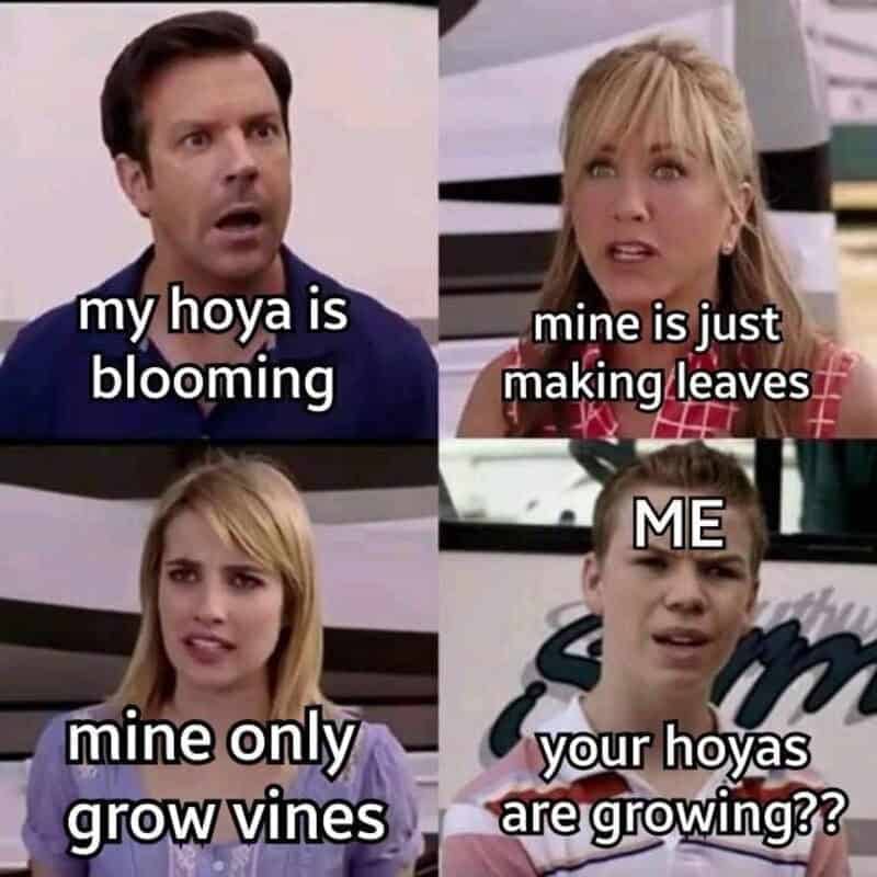 We are the Millers meme template comparing houseplant growth success with hoyas.