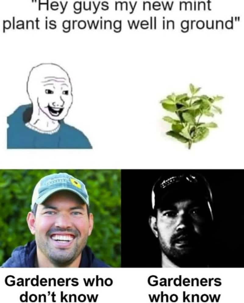 Gardeners who know meme using Mr Incredible template about planting mint.