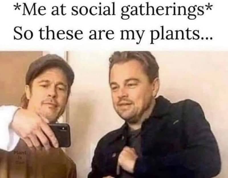 Brad Pitt and Leonardo DiCaprio phone selfie meme about showing plant photos.