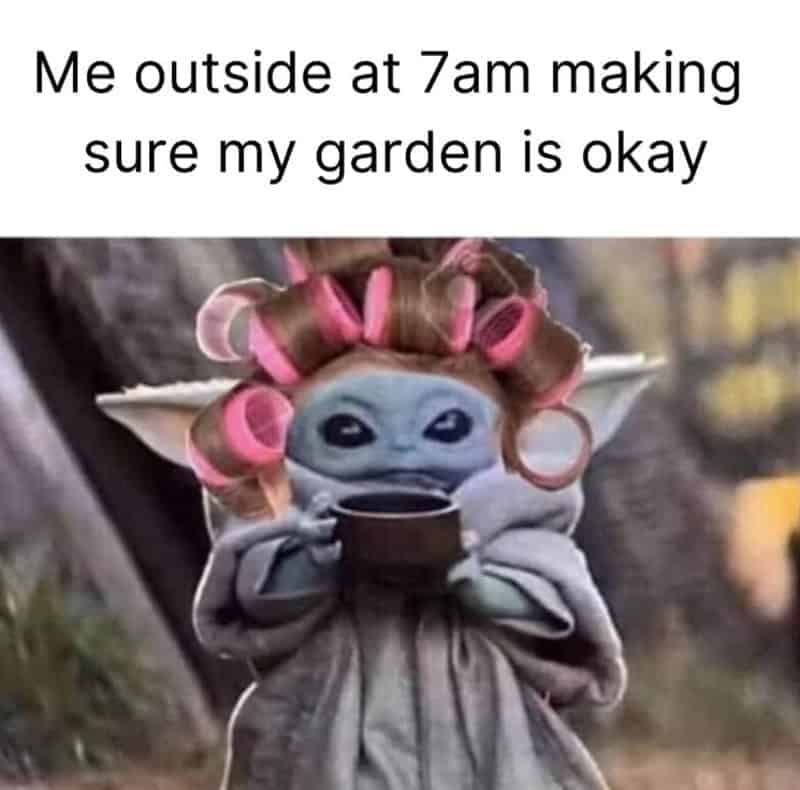 Baby Yoda with hair rollers holding a coffee mug morning garden meme.