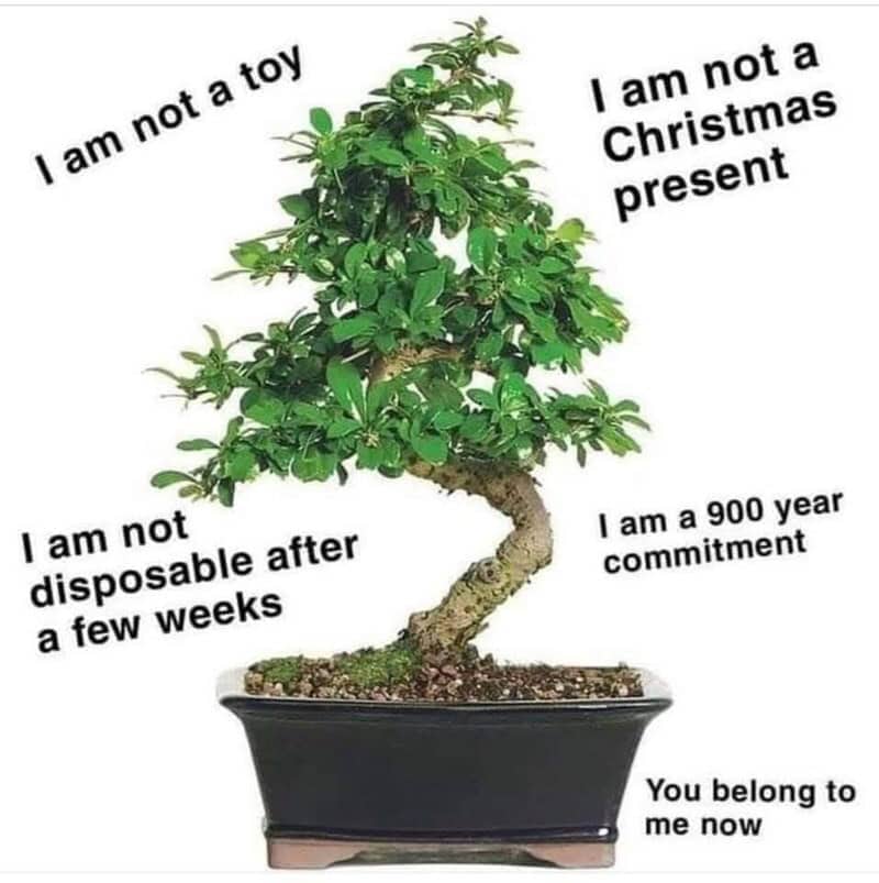 Educational joke infographic of a bonsai tree listing long term generational commitment.