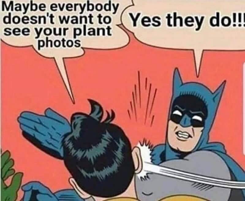 Batman slapping Robin comic book panel meme about forcing people to see plant photos.