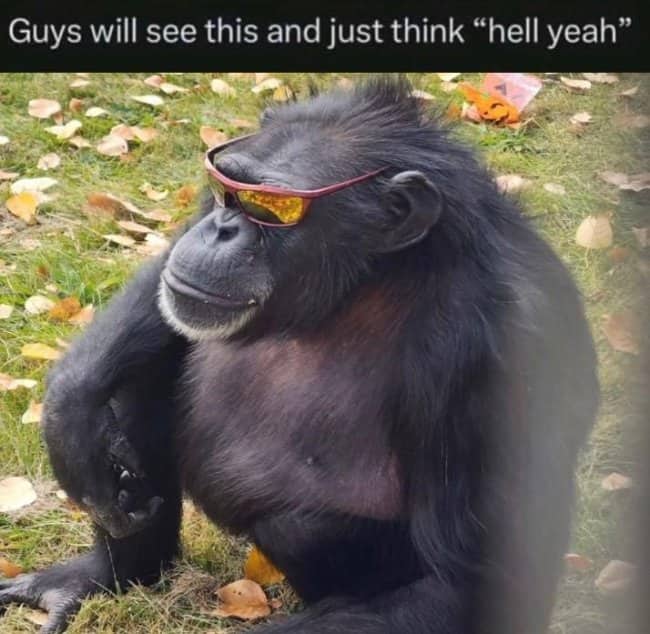 Funny picture of a chimpanzee sitting on grass wearing cool orange sunglasses.