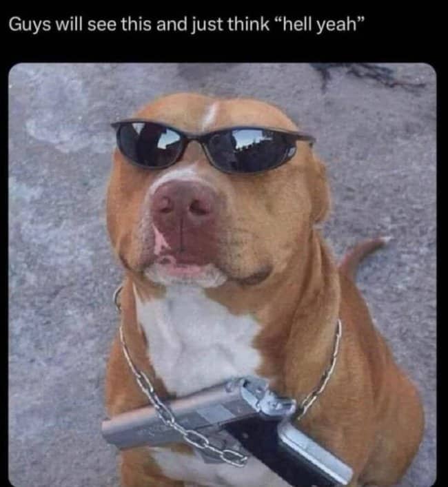 Cool dog meme featuring a brown pit bull wearing black sunglasses and chain.
