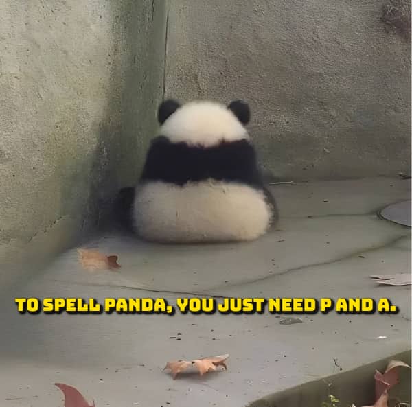 Humorous wordplay meme highlighting the literal spelling components of the word panda.