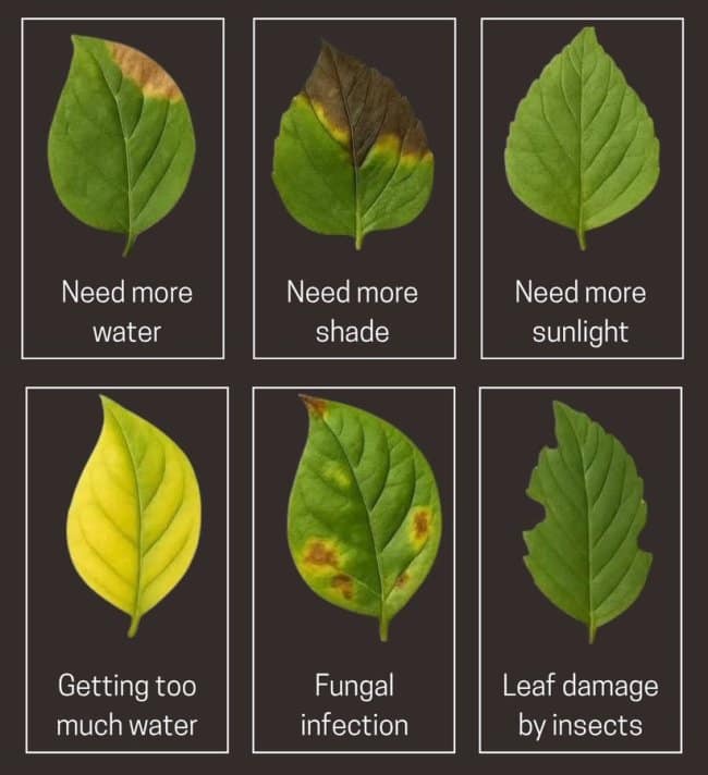 A botanical diagnostic chart configured as an interesting infographic, showcasing six separate green leaf models to visually identify common plant ailments like overwatering, scorching, and insect damage.