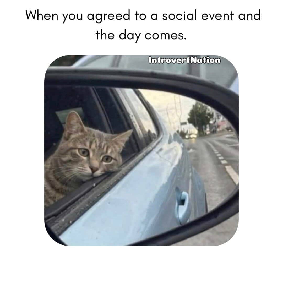 Melancholic cat leaning its head out of a car window looking filled with immediate regret.