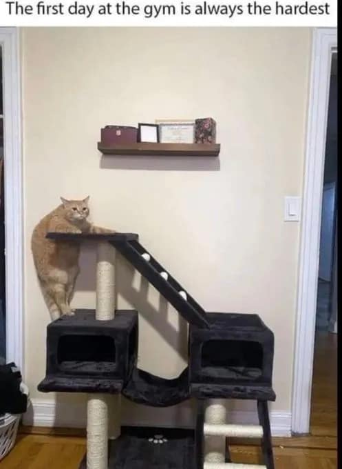 Overweight orange tabby cat on a carpeted cat tree tower in a meme dump headlined: "The first day at the gym is always the hardest".