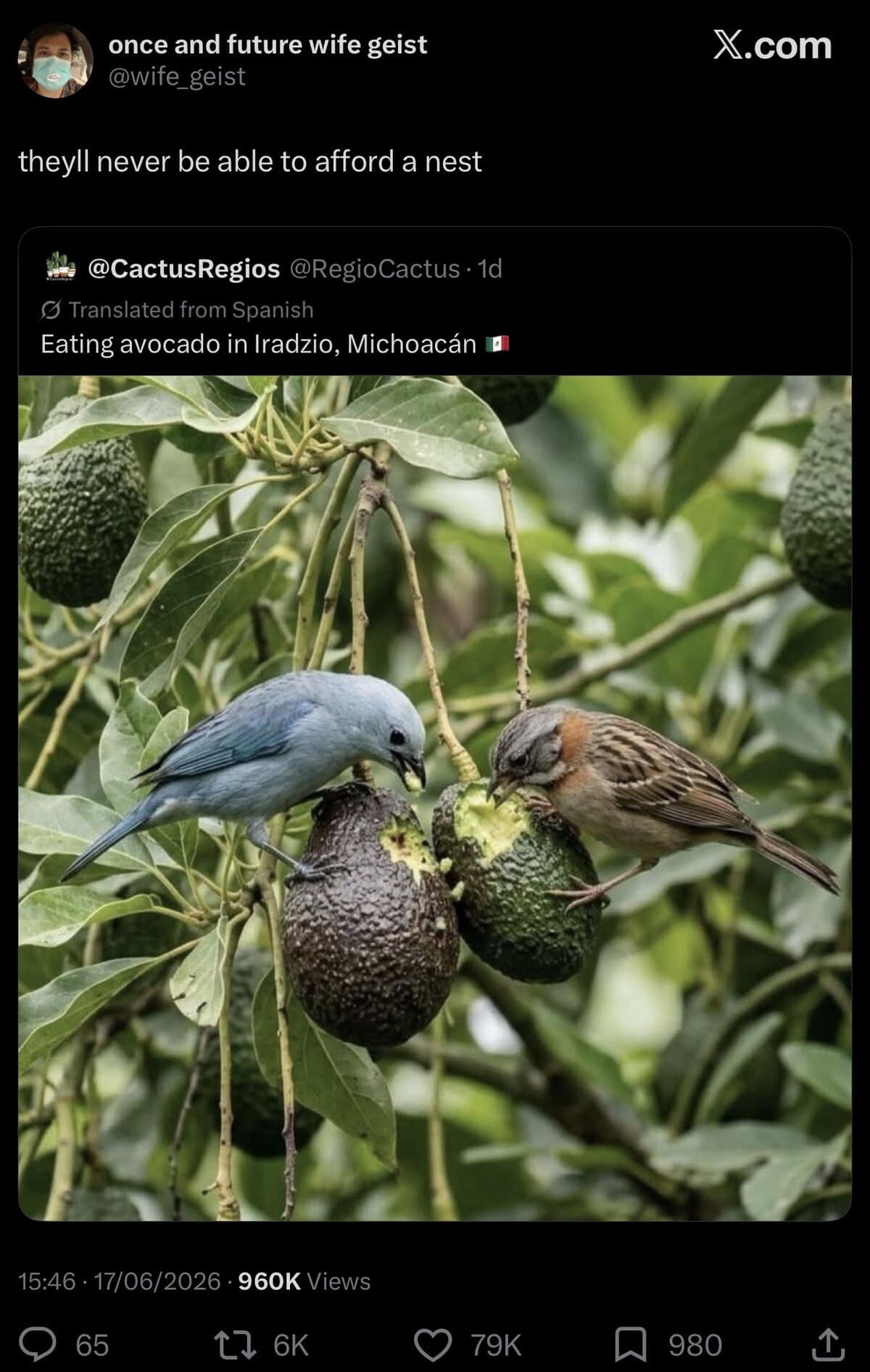 A close-up wildlife photo within a meme dump showing a blue tanager bird and a sparrow sitting on a branch and eating directly from open avocados, quote-tweeted by user @wife_geist with the punchline: "theyll never be able to afford a nest".
