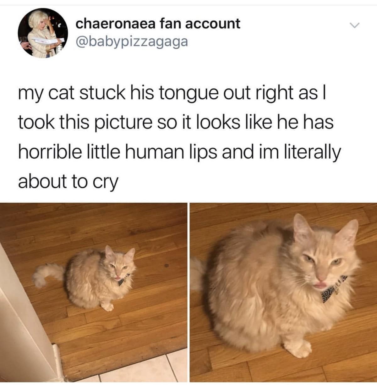 tweet from a curated meme dump showing a fluffy orange cat sitting on a hardwood floor, where a perfectly timed snapshot of its little pink tongue sticking out makes it look like it possesses tiny, unnervingly realistic human lips.