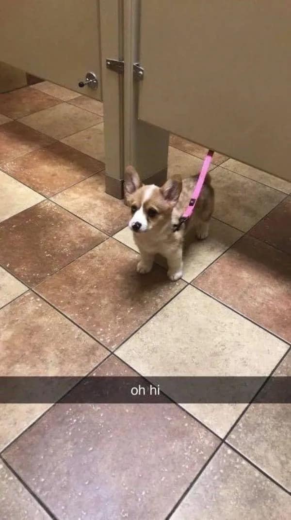 A tiny corgi stands in a public bathroom stall with its leash disappearing under the door and the caption “oh hi,” creating a perfectly awkward animal meme about making eye contact with a polite loaf of dog in the least socially prepared location.