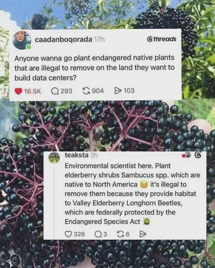 A Threads social post screenshot within a meme dump tracking a brilliant guerrilla environmental activism strategy where users are advised to plant federally protected native elderberry shrubs on plots designated for corporate data centers to trigger the Endangered Species Act.
