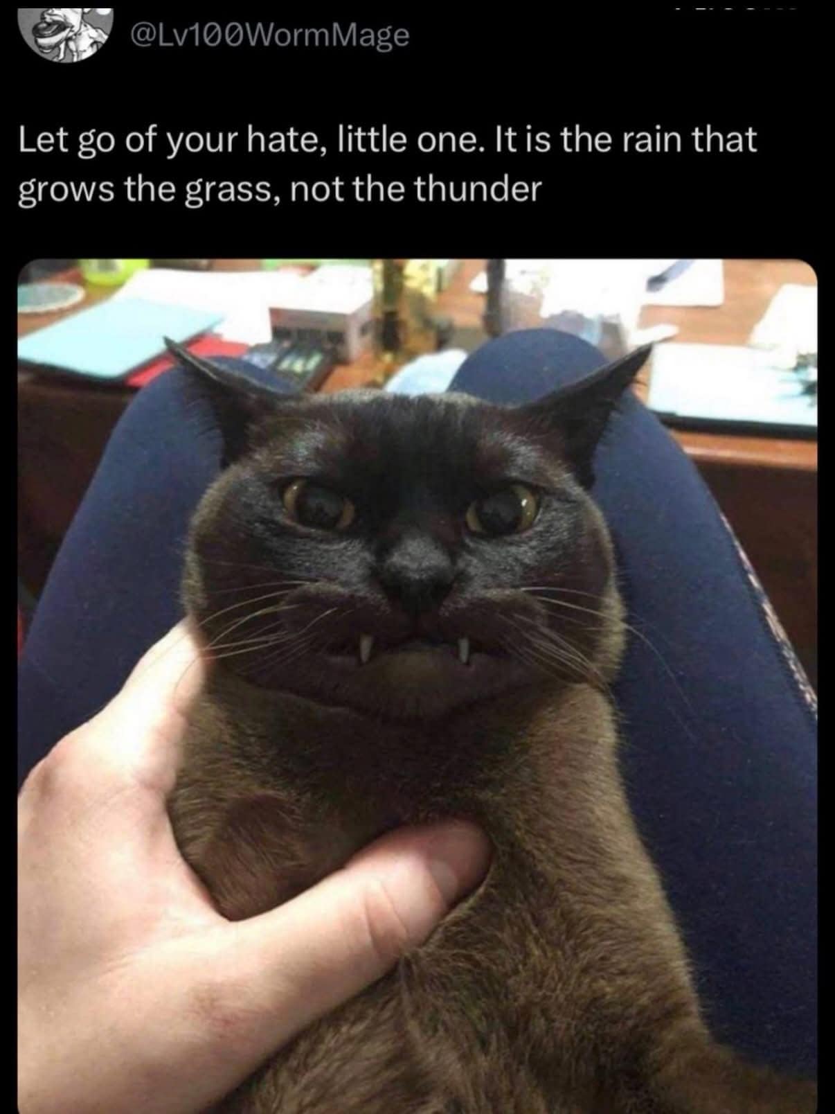 This viral hilarious meme features a close-up reaction photo of a dark brown Siamese cat with prominent, tiny white vampire fangs sticking out of its closed lower jaw, under a mock high-fantasy wizard quote telling a little one to let go of its hate.