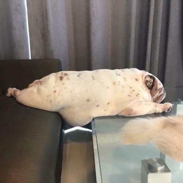 English bulldog stretched flat out across the gap between a leather couch and a glass coffee table in an animal meme dump photo.