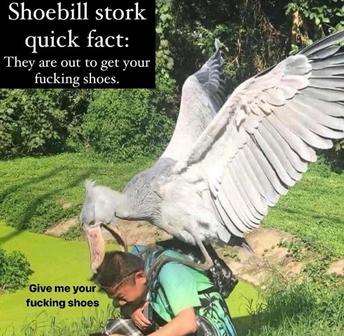 An aggressive wildlife joke featured in an internet meme dump displaying a massive, prehistoric-looking Shoebill stork standing directly on a panicked tourist's back under the literal text warning, "They are out to get your fucking shoes."
