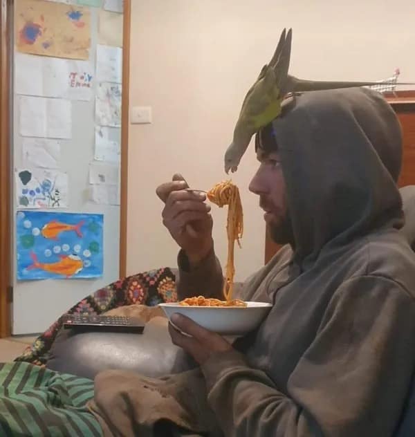 A hilarious pet bird interaction archived in a funny meme dump captures a profile view of a man on a couch eating a bowl of spaghetti while a small green parakeet perched on his hood leans down to steal a bite of noodles right off his fork.