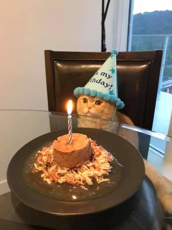 A wholesome pet photo inside a meme dump showing a round-faced orange cat wearing a blue cone birthday hat, sitting politely at a table behind a customized wet-food cake with a single lit candle.