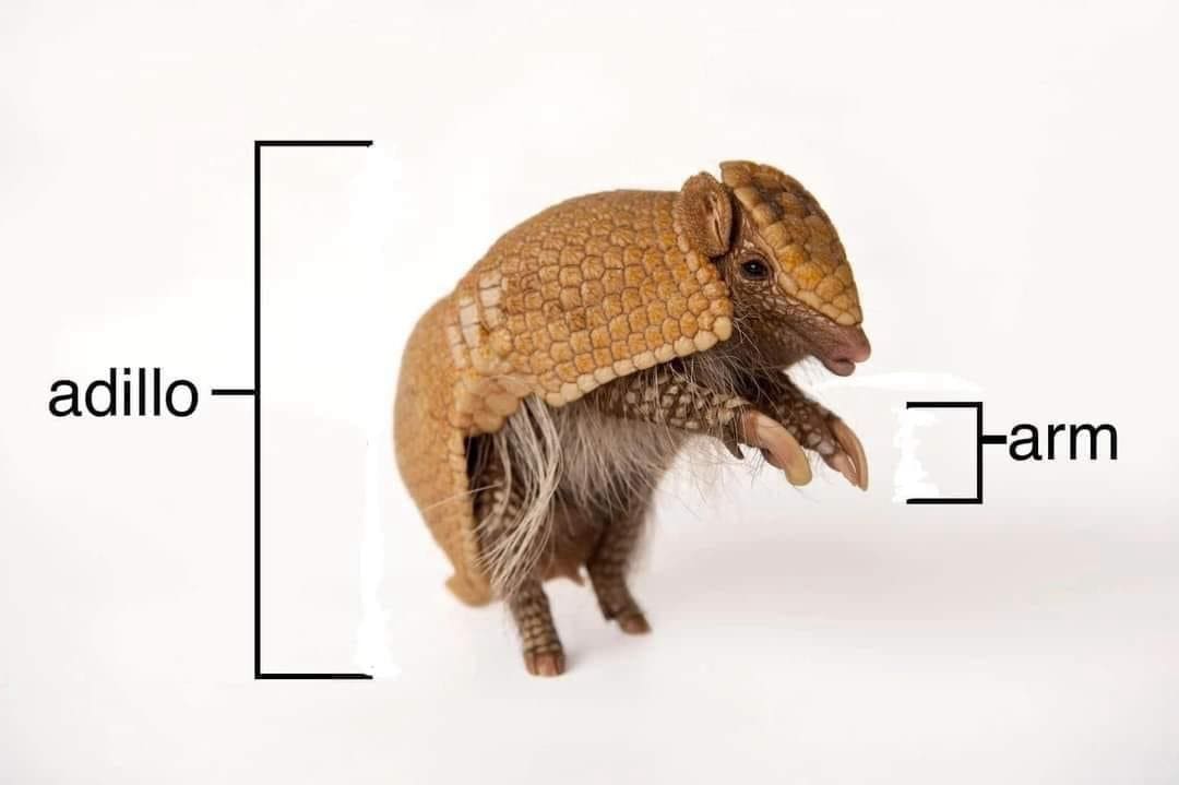 A brilliant linguistic pun found in an online meme dump, showing a side-profile diagram of a small armless lizard, splitting the word "lizard" into a text bracket around its body labeled "lizard" and a bracket around its throat area labeled "gizzard".