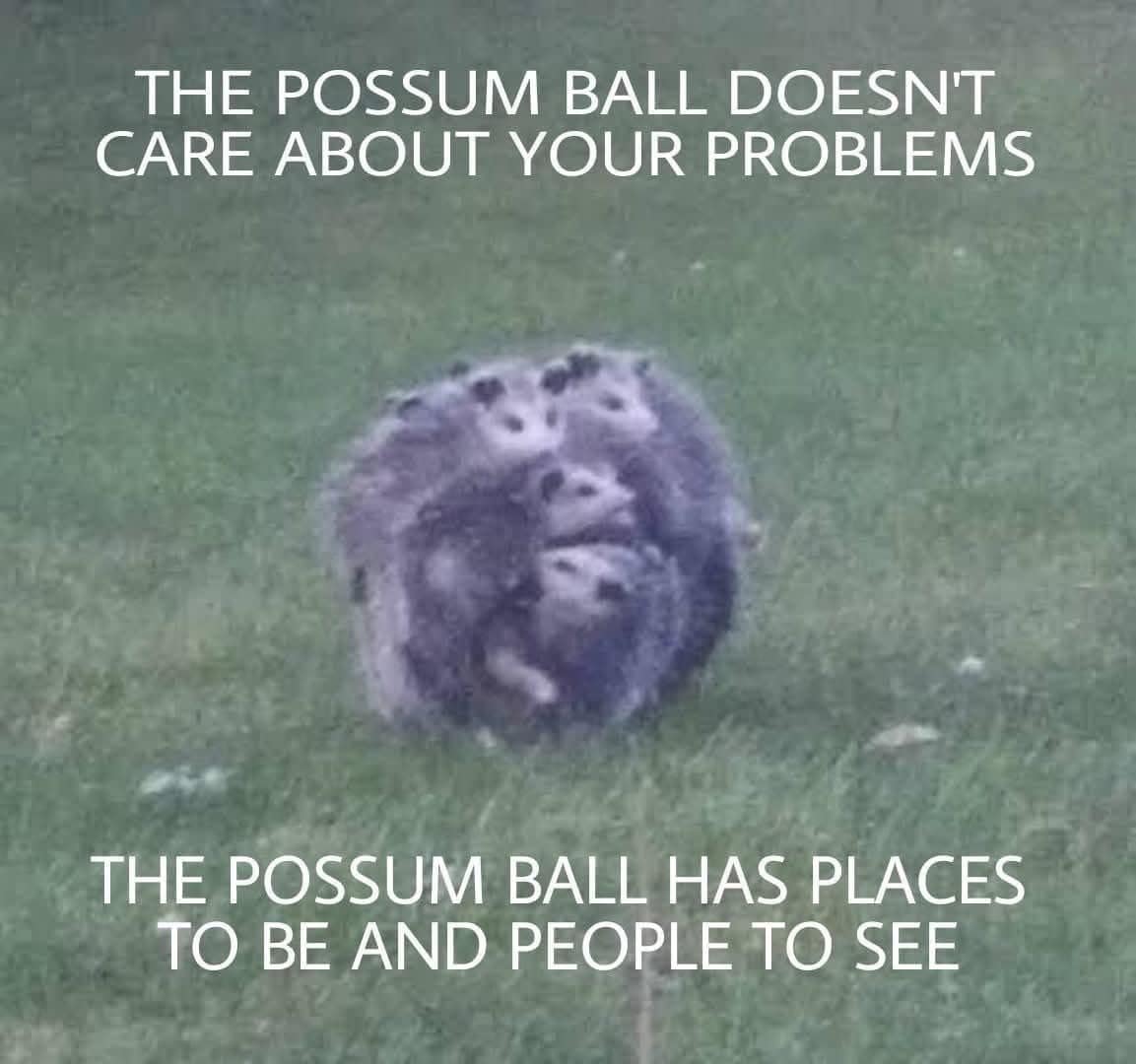 A chaotic animal text macro from a viral meme dump shows a blurry cluster of multiple opossums curled together into a literal furry sphere on a grass lawn, labeled "The Possum Ball" with text stating it doesn't care about your problems and has places to be.