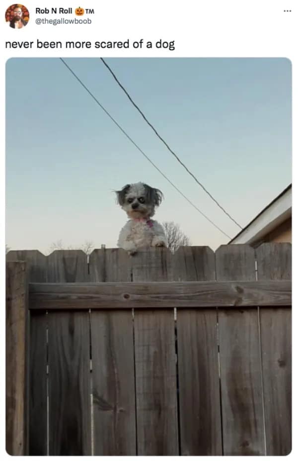 This hilarious meme captures a terrifyingly intense little scruffy dog peeking over a wooden backyard privacy fence with an angry, near-human expression.