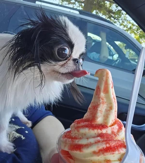 A high-energy pet moment concluding this meme dump features a close-up of a tiny, long-haired black and white dog with massive, wide bulging eyes leaning forward in a car to enthusiastically lick a cup of vanilla soft-serve ice cream swirled with red syrup.