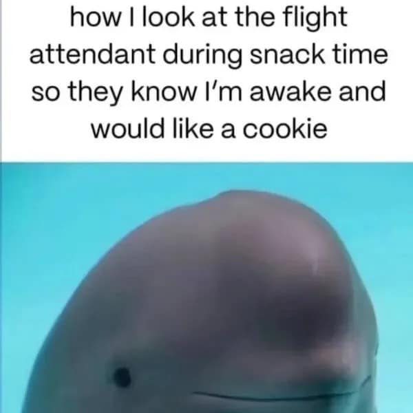 A wholesome and relatable travel meme from a meme dump featuring a close-up underwater shot of a beluga whale staring straight ahead with an incredibly polite, subtle smile. The text above reads: "how I look at the flight attendant during snack time so they know I'm awake and would like a cookie."