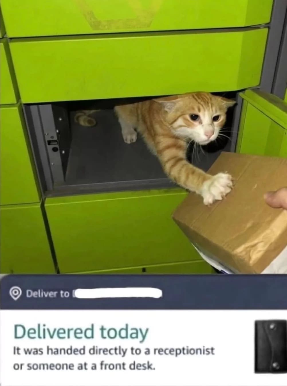 A hilarious package delivery scenario from a meme dump showing an orange tabby cat aggressively swiping out of a green parcel locker to grab a box, paired with an Amazon status update: "Delivered today: It was handed directly to a receptionist or someone at a front desk."