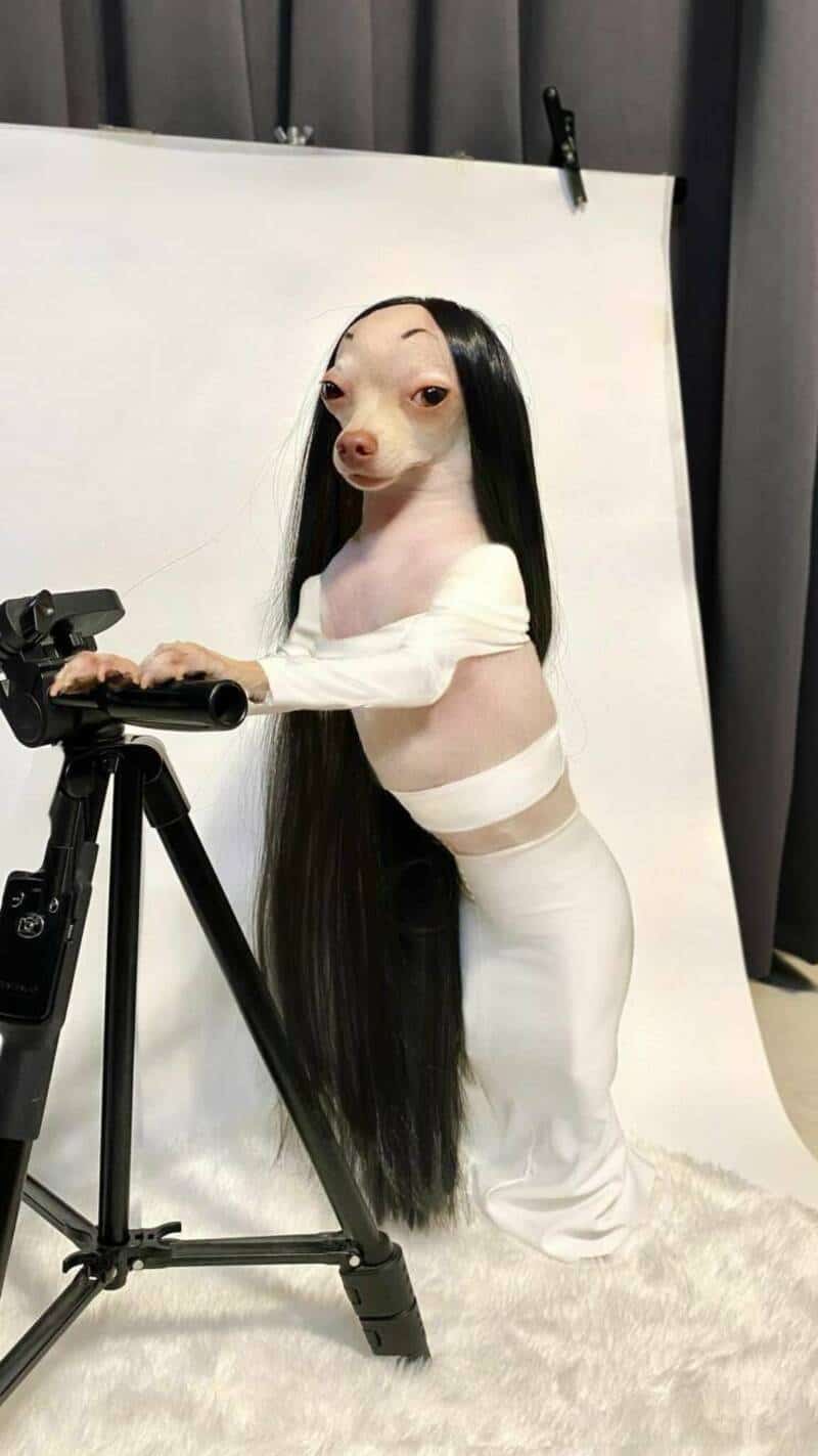 A meme dump studio photograph showcasing a small, hairless dog hilariously styled in a long, sleek middle-part black wig, a white off-the-shoulder crop top, and a white skirt while leaning on a camera tripod.