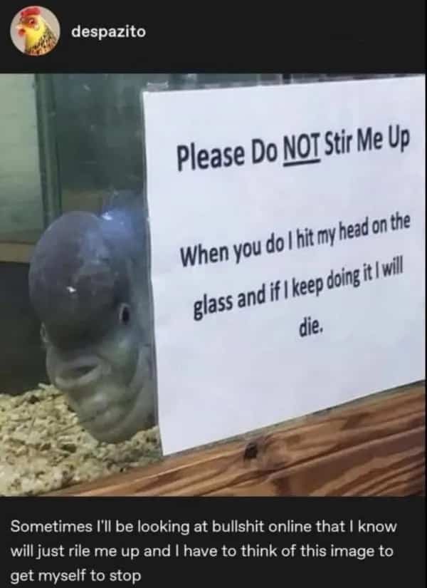 Flowerhorn cichlid fish peering out from behind a warning sign on an aquarium glass.