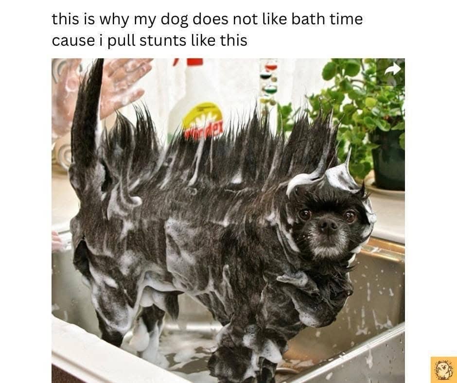 A small black dog sitting in a sink covered in soap suds styled into a mohawk.