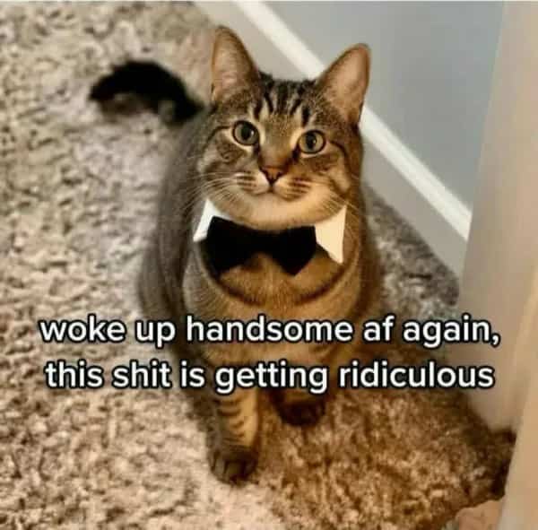 Tabby cat wearing a formal black bowtie looking directly into the camera with funny text.