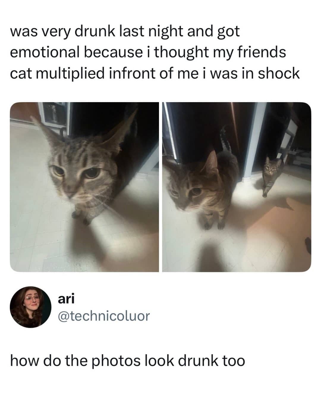 Funny blurry cat photos meme about being drunk and thinking a pet multiplied.