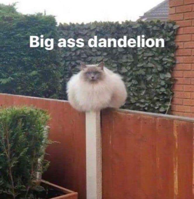 Funny animal memes frame capturing a massive, perfectly round, ultra-fluffy grey and white cat balanced precariously on top of a single narrow fence post, labeled with the hilarious text overlay: "Big ass dandelion."