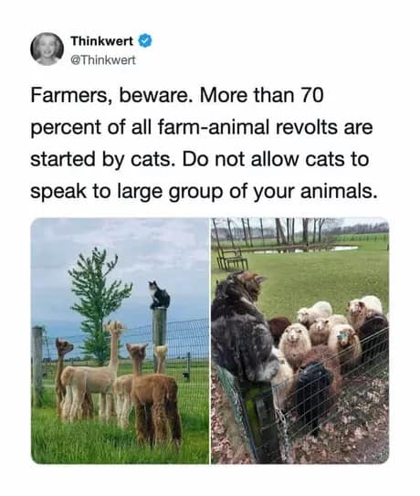 Absurdist feline memes format featuring a tweet warning farmers about cats masterminding livestock revolutions, paired with two photos of cats perched on high fence lines addressing crowds of attentive alpacas and sheep.