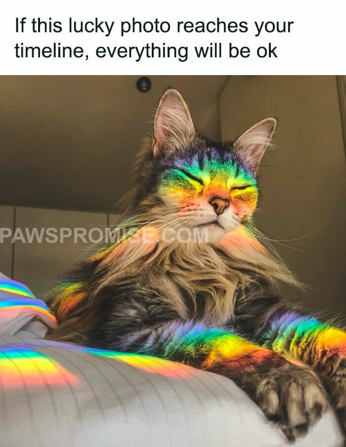 Wholesome timeline-cleansing memes showcasing a long-haired domestic cat resting calmly on white bedding while a vivid rainbow prism light pattern reflects perfectly across its closed eyes and soft coat.