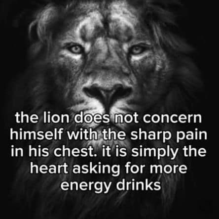 A motivational alpha-style parody from a gallery of memes, showcasing a close-up of a fierce lion's face with a text overlay declaring that a lion doesn't worry about sharp chest pains because it is simply the heart asking for more energy drinks.