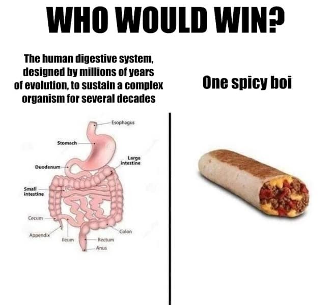 A classic "Who Would Win" battle template found in funny memes, contrasting a detailed medical diagram of the human digestive system with a simple photograph of a fast-food burrito labeled "One spicy boi."