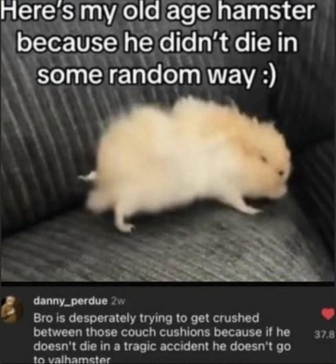 screenshot of pet humor memes displaying a fluffy old hamster on a sofa under text celebrating its natural lifespan, met with a hilarious comment claiming the rodent is actively trying to get crushed to earn its entry into "valhamster."