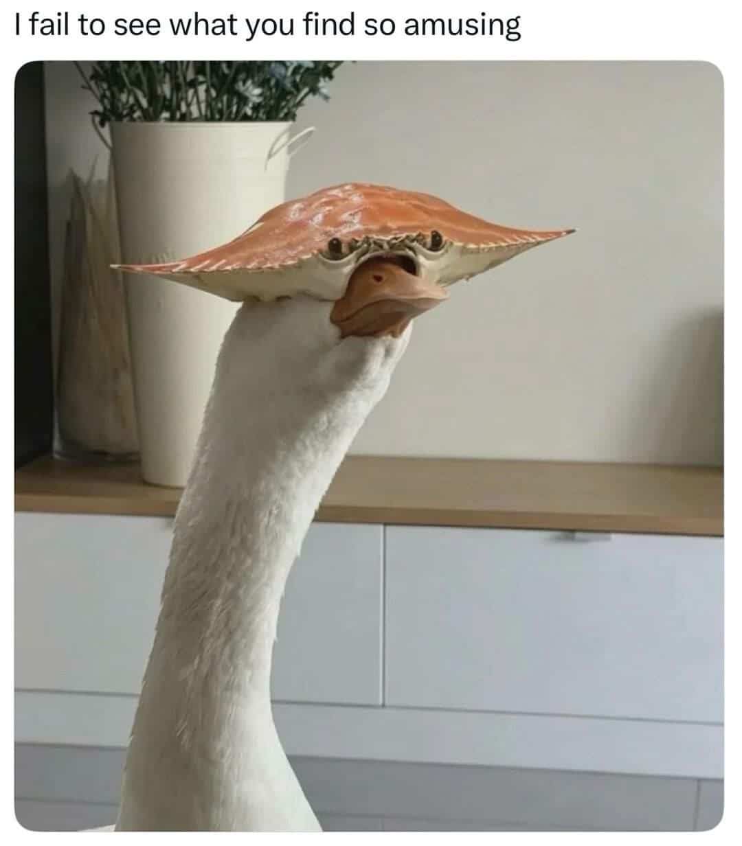 Hilarious image of a white goose staring ahead while wearing a crab shell like a hat.