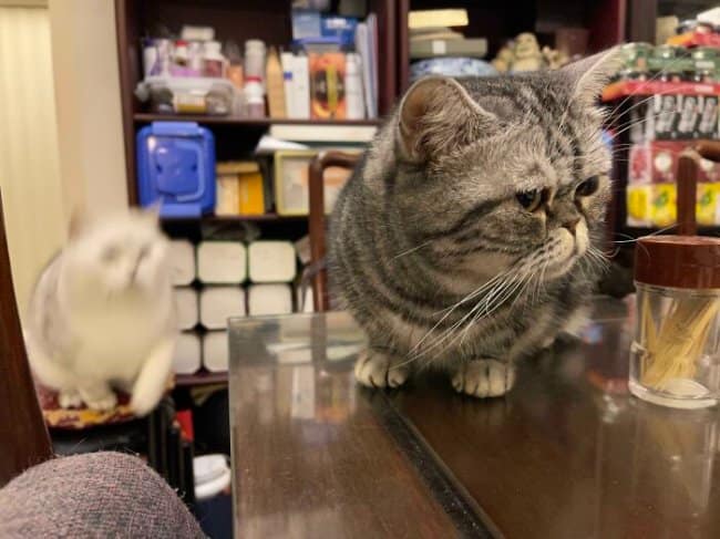 A funny pet photo illustrating moments before disaster, focusing on a grumpy, flat-faced grey striped cat sitting on a glass table while a blurry white cat stealthily pounces toward it from the background.