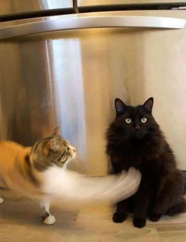 An action-blurred feline moments before disaster photo capturing a white and orange cat mid-swing, its paw an elongated blur of motion, flying directly into the chest of a stunned, wide-eyed black cat.