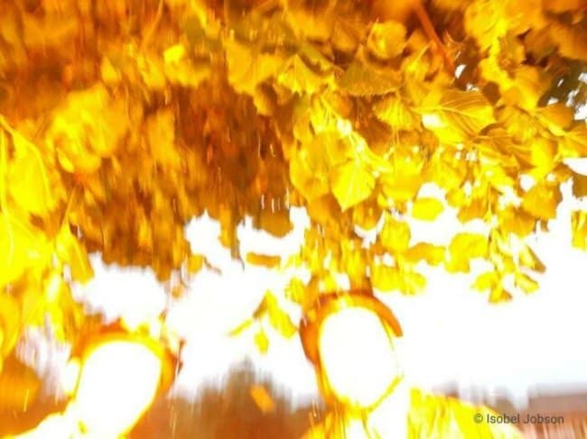 A motion-blurred moments before disaster selfie taken from below, showing two people looking up as an enormous, solid sheet of bright yellow autumn leaves detaches from a tree and falls directly onto the camera lens.